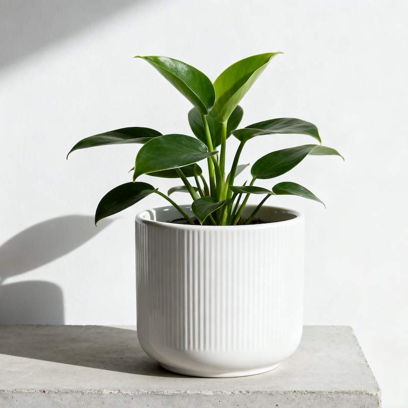Ceramic planters